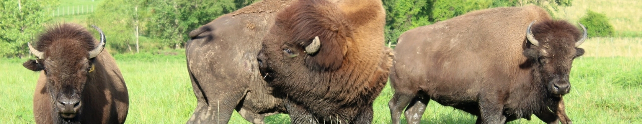 Buffalo by the USP