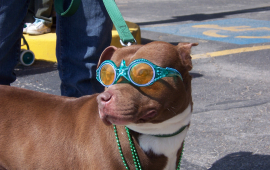 Dog at St. Patrick's Day Parade