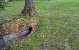 Storm water intake drain near tree