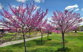 Redbuds