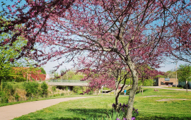 Three Mile Creek Walking Trail