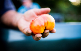 tomato