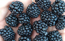 blackberries