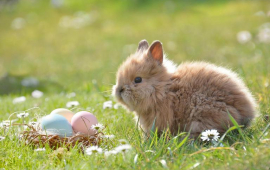 bunny