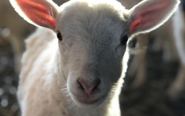 Farm Open House