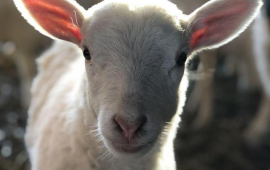 baby lamb