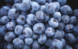 Blueberries at the Oregon Trail Blueberry Farm