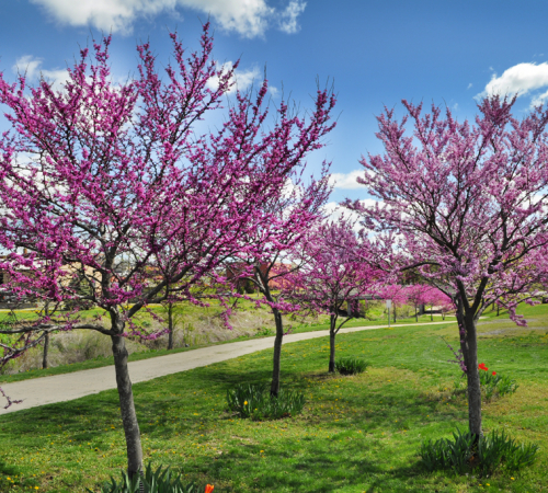 Redbuds