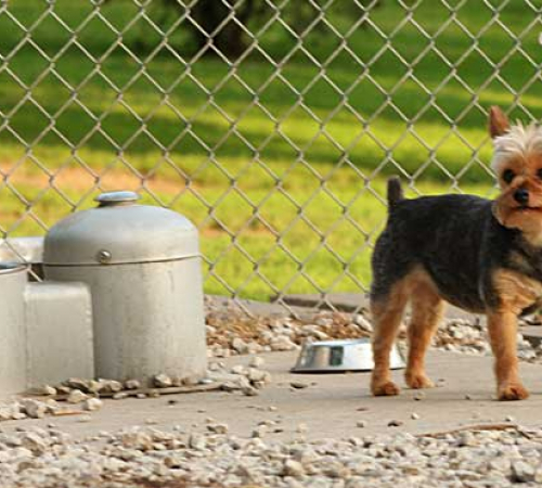 Puppy Fountain