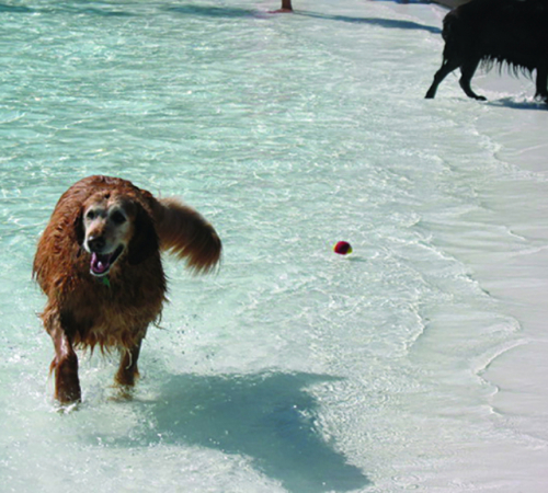 Dog swimming in the pool