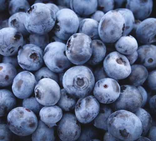 Blueberries at the Oregon Trail Blueberry Farm