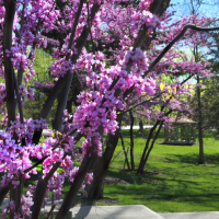 redbud tree in bloom