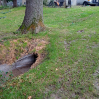 Storm water intake drain near tree