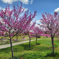 Redbuds