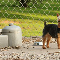 Puppy Fountain