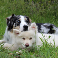 Dogs