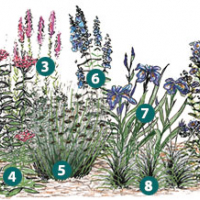 Full Sun Plants