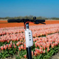 Bird scooter