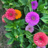 zinnias