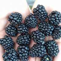 blackberries