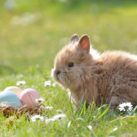 bunny