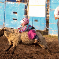 mutton busting