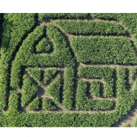 corn maze