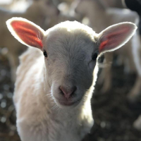 baby lamb