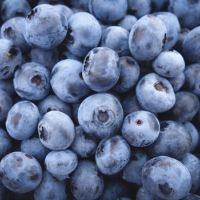 Blueberries at the Oregon Trail Blueberry Farm