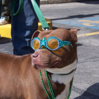 Dog at St. Patrick's Day Parade