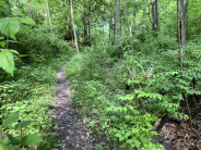 wooded trail