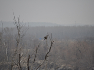 Eagle's rest at North Esplanade Park