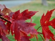 North Esplanade Park fall