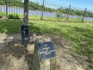 legacy tree Leavenworth Landing Park