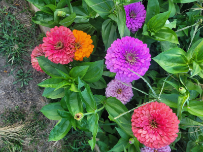 zinnias