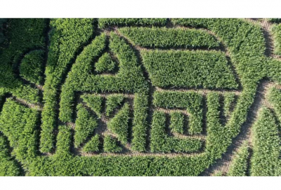 corn maze