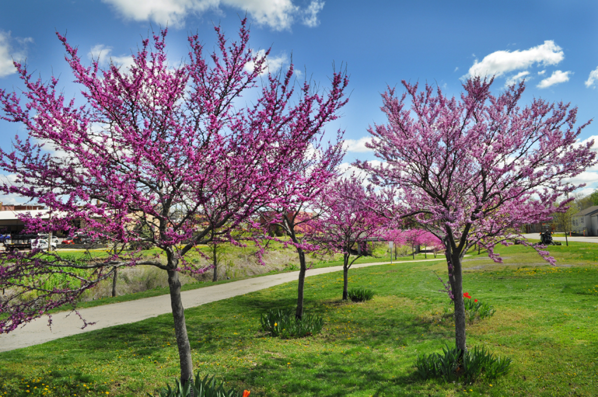 Redbuds