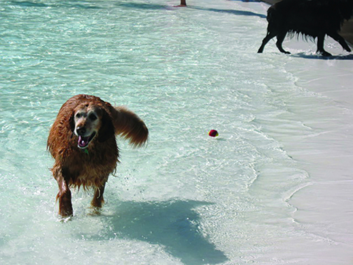 Dog swimming in the pool