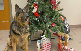 Dog with Christmas tree